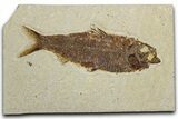 Detailed Fossil Fish (Knightia) - Wyoming #344729-1